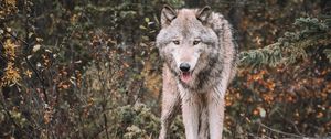 Preview wallpaper wolf, predator, protruding tongue, wildlife