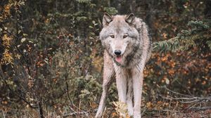 Preview wallpaper wolf, predator, protruding tongue, wildlife