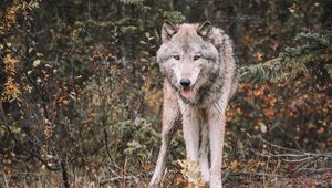 Preview wallpaper wolf, predator, protruding tongue, wildlife