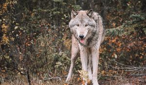 Preview wallpaper wolf, predator, protruding tongue, wildlife