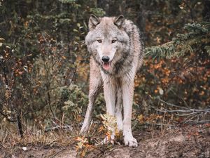 Preview wallpaper wolf, predator, protruding tongue, wildlife