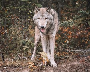 Preview wallpaper wolf, predator, protruding tongue, wildlife