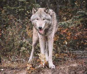 Preview wallpaper wolf, predator, protruding tongue, wildlife