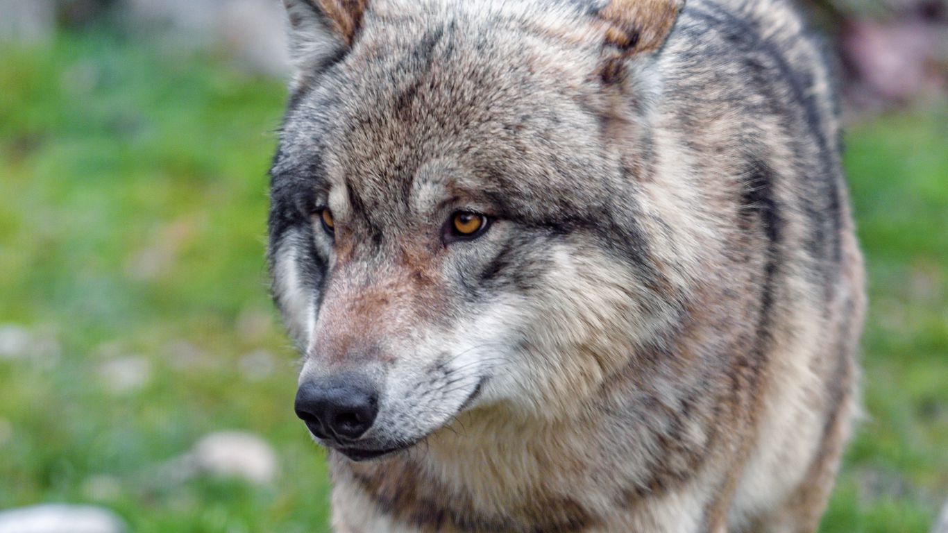 Download wallpaper 1366x768 wolf, predator, glance, animal, wildlife ...