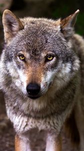 Preview wallpaper wolf, predator, muzzle, glance, dog
