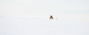 Preview wallpaper wolf, predator, snow, winter, white, minimalism