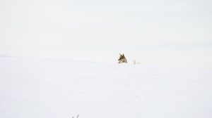Preview wallpaper wolf, predator, snow, winter, white, minimalism