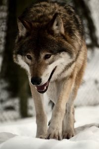 Preview wallpaper wolf, predator, snow, walk