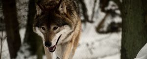 Preview wallpaper wolf, predator, snow, walk