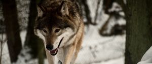 Preview wallpaper wolf, predator, snow, walk