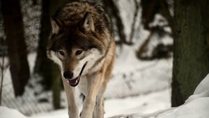 Preview wallpaper wolf, predator, snow, walk