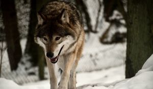 Preview wallpaper wolf, predator, snow, walk