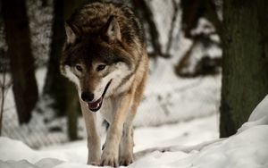 Preview wallpaper wolf, predator, snow, walk