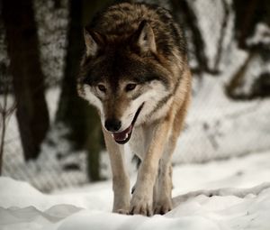 Preview wallpaper wolf, predator, snow, walk