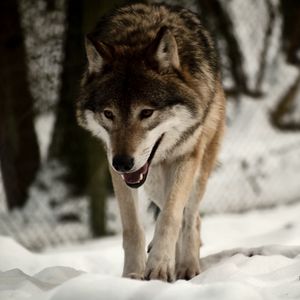 Preview wallpaper wolf, predator, snow, walk