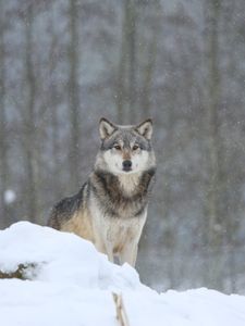Preview wallpaper wolf, predator, snow, gray