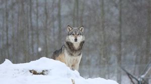 Preview wallpaper wolf, predator, snow, gray