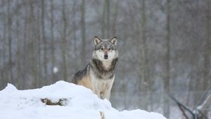 Preview wallpaper wolf, predator, snow, gray