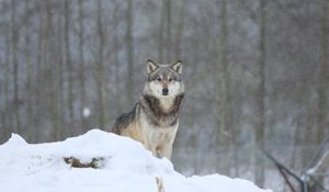 Preview wallpaper wolf, predator, snow, gray