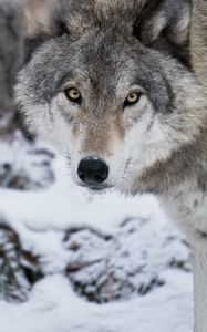 Preview wallpaper wolf, predator, snow, winter, white, wildlife