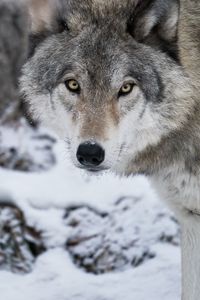 Preview wallpaper wolf, predator, snow, winter, white, wildlife