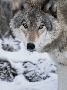 Preview wallpaper wolf, predator, snow, winter, white, wildlife