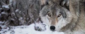 Preview wallpaper wolf, predator, snow, winter, white, wildlife