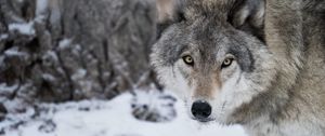 Preview wallpaper wolf, predator, snow, winter, white, wildlife