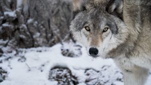 Preview wallpaper wolf, predator, snow, winter, white, wildlife