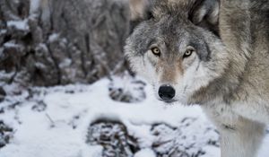 Preview wallpaper wolf, predator, snow, winter, white, wildlife