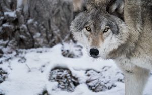 Preview wallpaper wolf, predator, snow, winter, white, wildlife