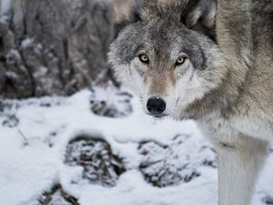 Preview wallpaper wolf, predator, snow, winter, white, wildlife