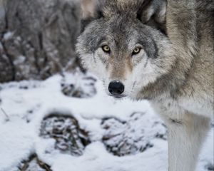 Preview wallpaper wolf, predator, snow, winter, white, wildlife