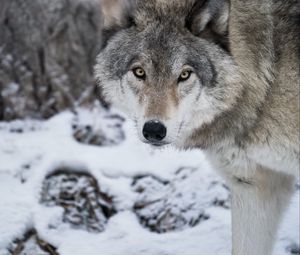 Preview wallpaper wolf, predator, snow, winter, white, wildlife