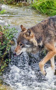Preview wallpaper wolf, predator, stream, grass, wildlife