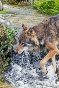 Preview wallpaper wolf, predator, stream, grass, wildlife