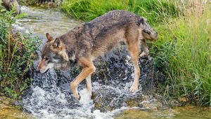 Preview wallpaper wolf, predator, stream, grass, wildlife