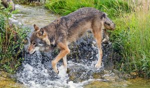 Preview wallpaper wolf, predator, stream, grass, wildlife