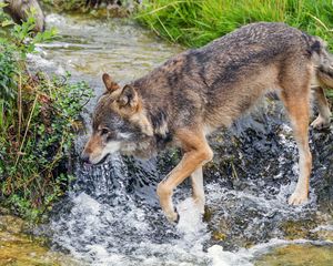 Preview wallpaper wolf, predator, stream, grass, wildlife