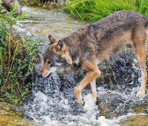 Preview wallpaper wolf, predator, stream, grass, wildlife