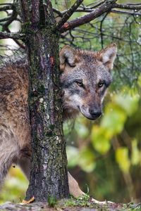 Preview wallpaper wolf, predator, tree, bark