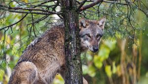 Preview wallpaper wolf, predator, tree, bark