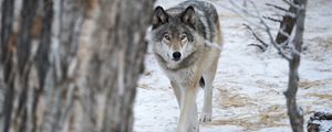 Preview wallpaper wolf, predator, trees, snow, winter
