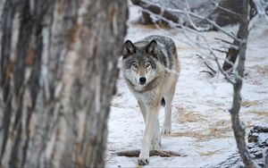 Preview wallpaper wolf, predator, trees, snow, winter