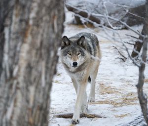 Preview wallpaper wolf, predator, trees, snow, winter