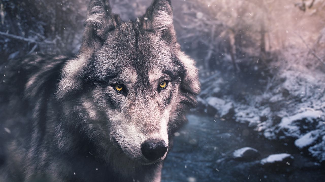 Wallpaper wolf, predator, view, wildlife