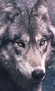 Preview wallpaper wolf, predator, view, wildlife