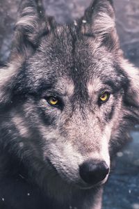 Preview wallpaper wolf, predator, view, wildlife