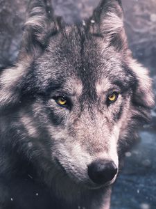 Preview wallpaper wolf, predator, view, wildlife
