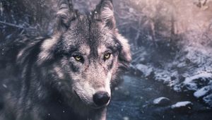 Preview wallpaper wolf, predator, view, wildlife